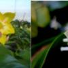 Phalaenopsis Zheng min Muscadine x Chienlung Jewel Queen