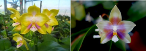 Phalaenopsis Zheng min Muscadine x Chienlung Jewel Queen