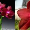Phalaenopsis Zheng Min Orion (Tying Shin Beagle 'Peter' x Ld's Bear King 'Peter')