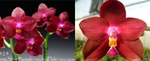 Phalaenopsis Zheng Min Orion (Tying Shin Beagle 'Peter' x Ld's Bear King 'Peter')