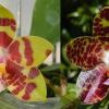 Phalaenopsis Zheng Min Yew x Giant Passion 'OK#2'