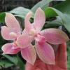 Phalaenopsis Zuma Garnet x corningiana