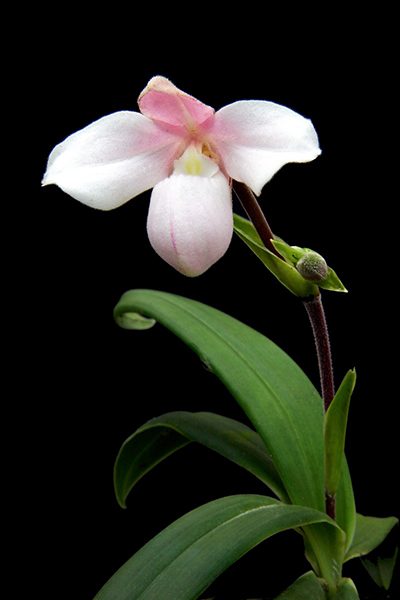 Phragmipedium andreettae