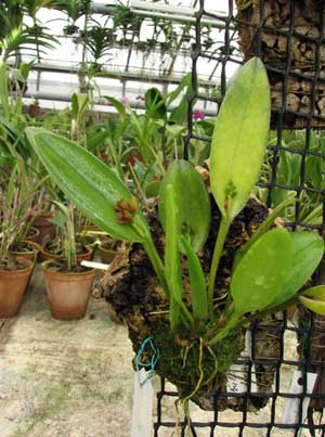 Pleurothallis circunpexa