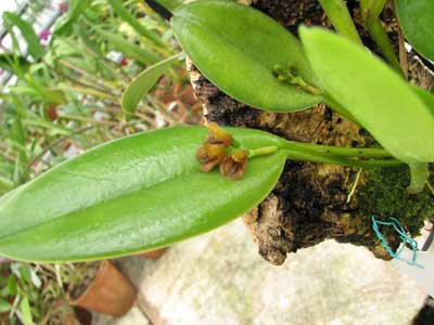 Pleurothallis circunpexa