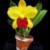 Potinara Little Toshie 'Yellow Rose' (#37) ( Cattleya Beaufort x Rhyncholaeliocattleya Toshie Aoki)