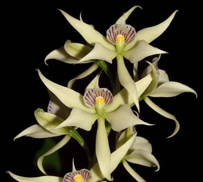 Prosthechea fragrans