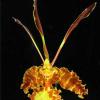Psychopsis Butterfly (sanderae x papilio)