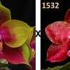 Phalaenopsis Pylo's Novelty (Mituo King Bellina #1 X Brother Ambo Passion 'OK')