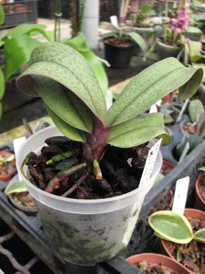 Renanthera citrina x Phalaenopsis schilleriana