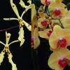 Renanthera citrina x Phalaenopsis Shin Yuan Golden Beauty