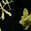 Renanthera citrina x Phalaenopsis stuartiana