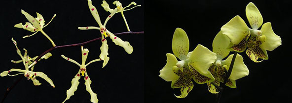 Renanthera citrina x Phalaenopsis stuartiana