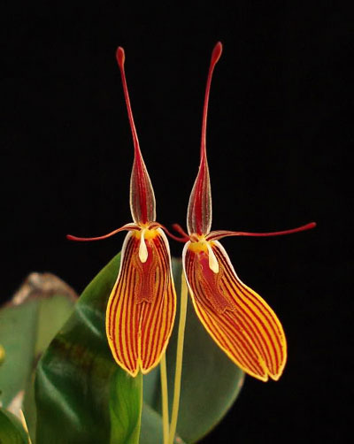 Restrepia brachypus