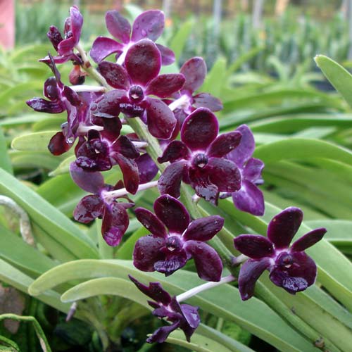 Rhynchovanda Sri Siam x Rhynchostylis gigantea, red