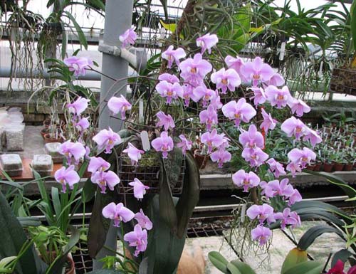 Как поливать орхидеи?
