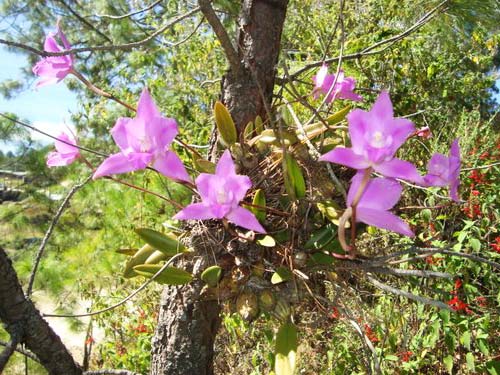 Любимые мексиканские орхидеи