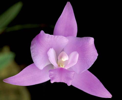 Любимые мексиканские орхидеи