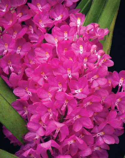 Удобрение орхидей