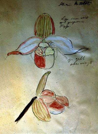 Phragmipedium Sedenii. Происхождение и первое описание превосходного гибрида.