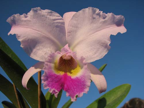Коллекционные орхидеи со всего мира
