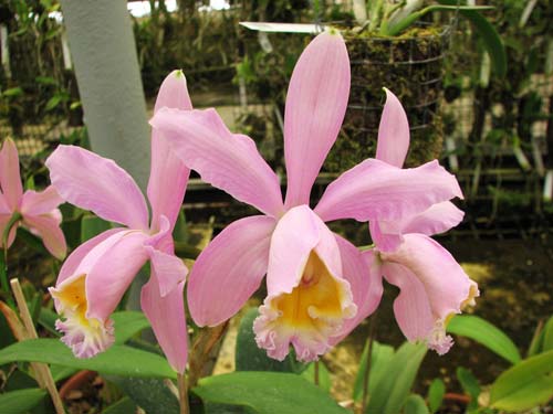 Коллекционные орхидеи со всего мира