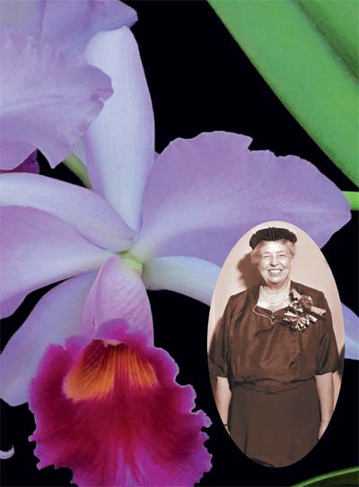 Cattleya Eleanor Roosevelt - орхидея Первой Леди