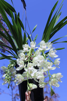 Орхидеи зимой