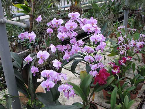 Как зацвести орхидею
