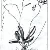 Phalaenopsis amabilis. История открытия. Часть 1.