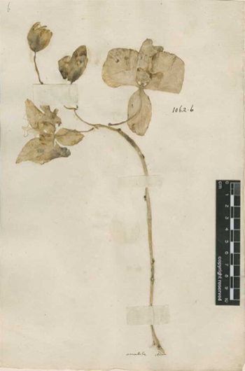 Phalaenopsis amabilis. История открытия. Часть 2.