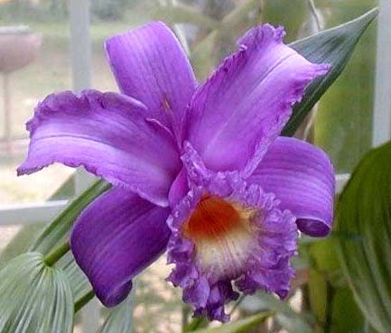 Sobralia yauaperyensis