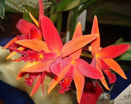 Sophrolaeliocattleya Kagaribi Dawn 'Red Star' (Kagaribi x Tropic Dawn)