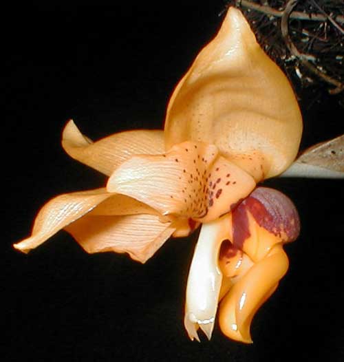 Stanhopea connata