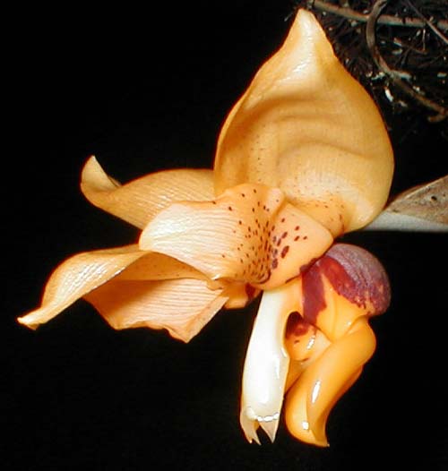 Stanhopea connata 'Orange Jewel'
