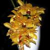 Stanhopea jenischiana x Acineta densa aff