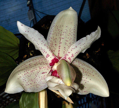 Stanhopea Lydia Bush