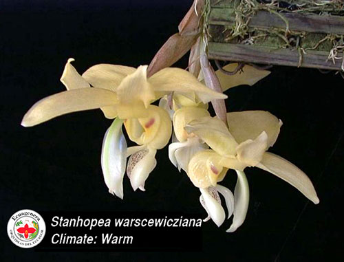 Stanhopea warszewicziana
