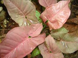 Syngonium podophyllum 'Neon Pink'
