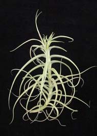 Tillandsia arhiza (giant form)