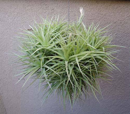 Tillandsia bergeri hybrid