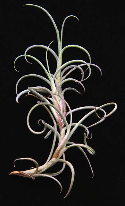 Tillandsia crocata 'Giant'