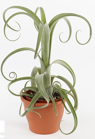 Tillandsia 'Curly Slim'