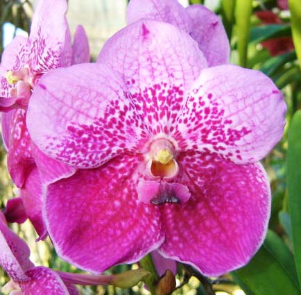 Vanda Annette Jones x Vanda sanderiana