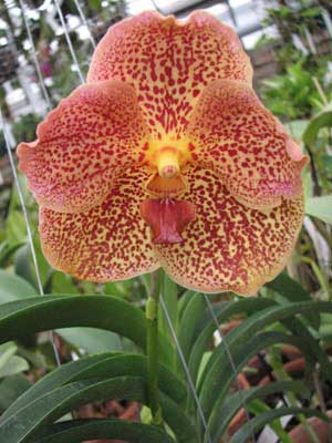 Vanda Chaiya x Vanda Sankamphaeng