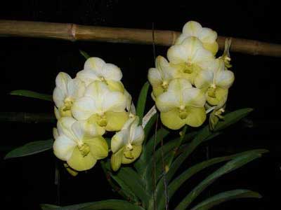 Vanda Darres Golden Heritage