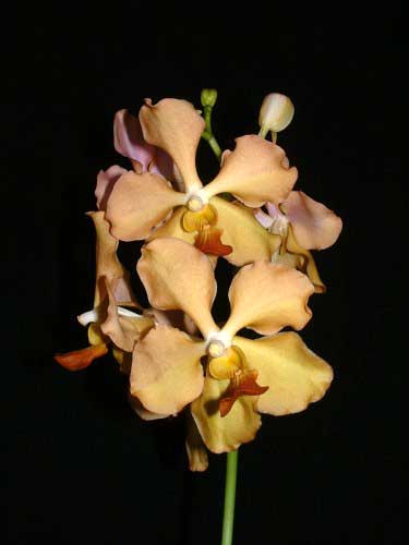 Vanda JVB ‘Tan Hun Siang’ x Vanda Rasri Gold