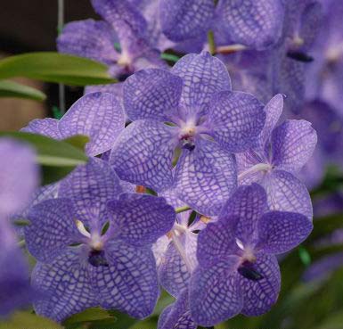 Vanda Khao Yai Blue