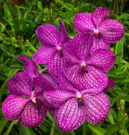 Vanda Lumpini Red x coerulea (pink)