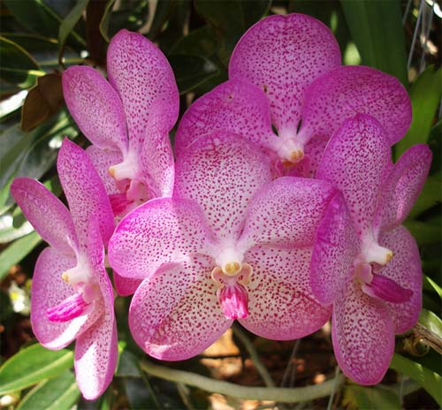 Vanda Prayad Maung Rath x Ascocenda Fuchs Sunset